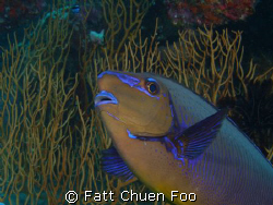 A very curious Unicornfish looking into my lens by Fatt Chuen Foo 